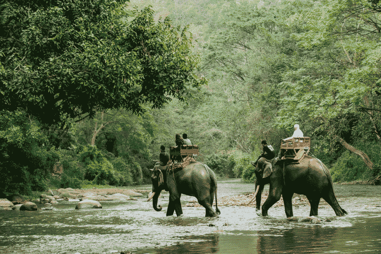 Elephant Camps & Treks