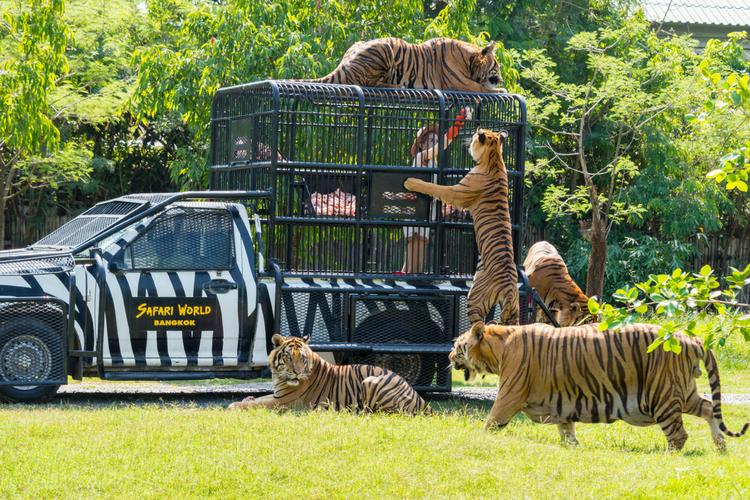 Tigers at Safari World Zoo, Chiang Mai