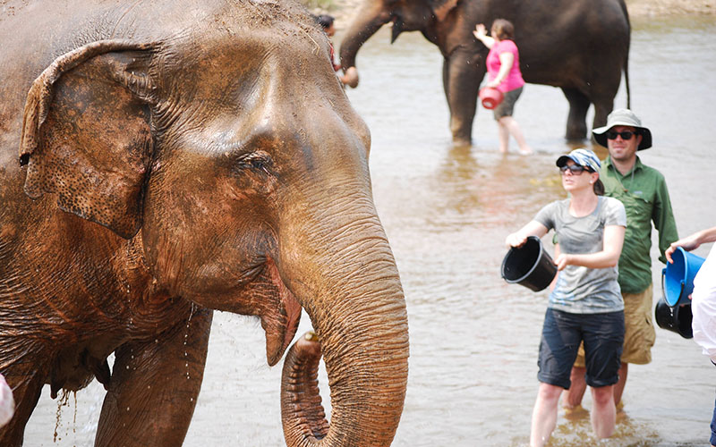 Elephant Nature Park