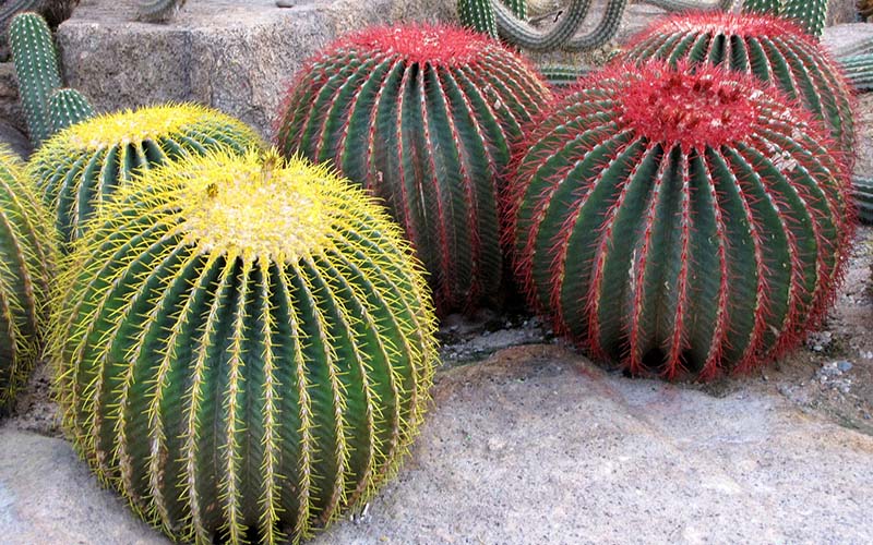 Nong Nooch Botanical Garden